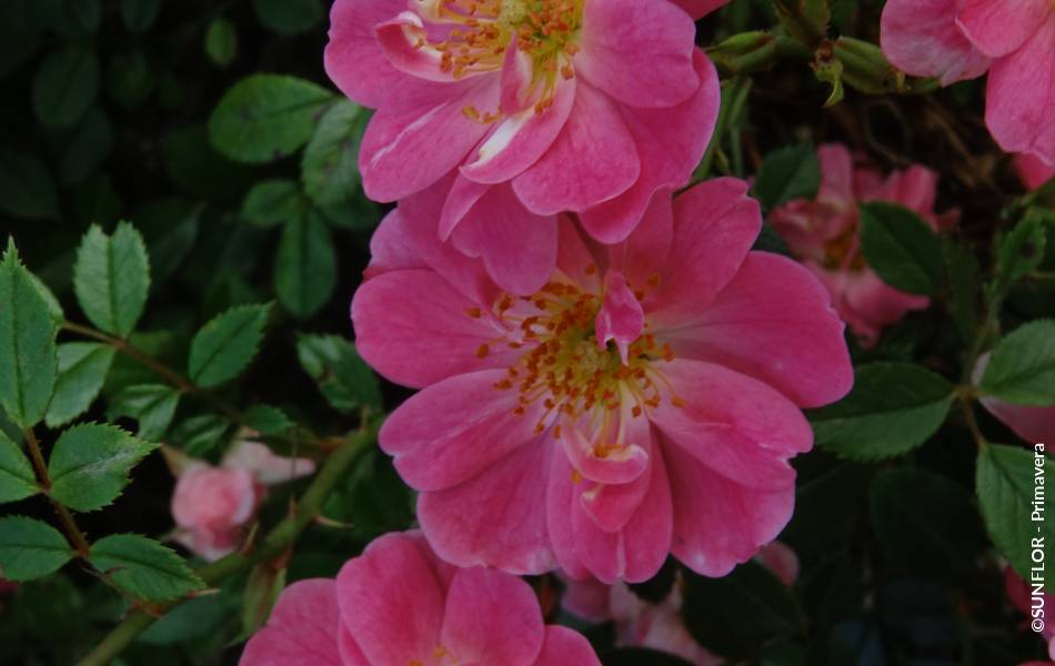 ©SUNFLOR - Primavera